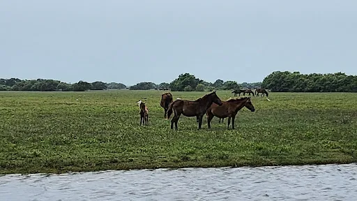 Cocomazzi Therese à Saint-Etienne
