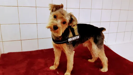 DOG FORM à Saint-Etienne