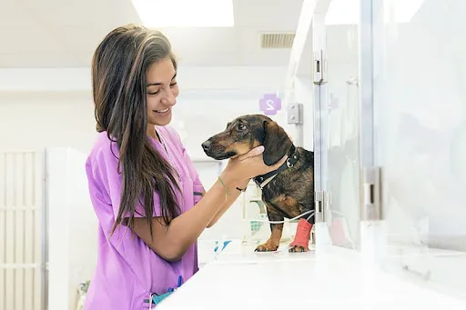 Urgence Vétérinaire à Saint-Etienne - Clinique vétérinaire de garde à Saint-Etienne